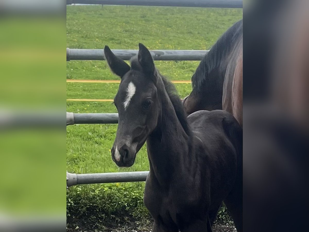 German Sport Horse Mare Foal (05/2024) 16,1 hh Black in Halblech