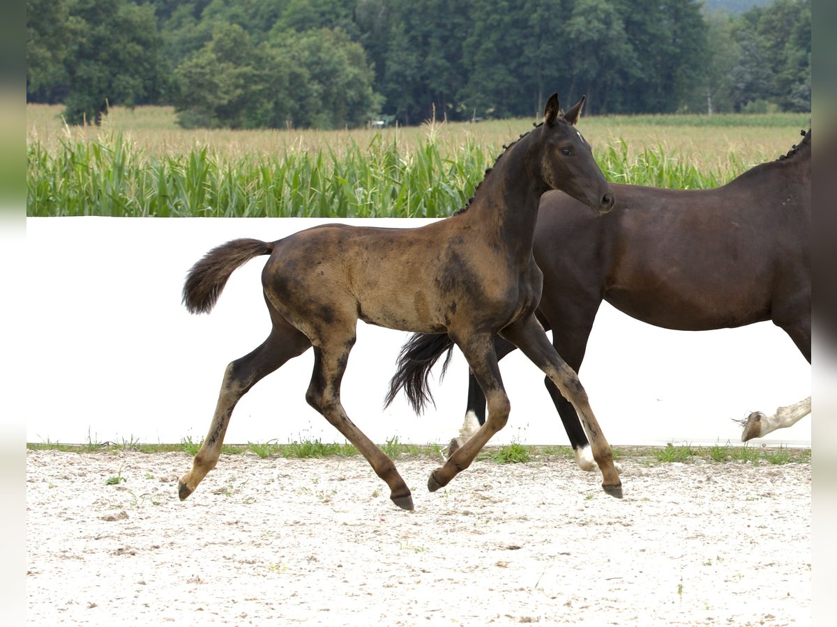 German Sport Horse Mare Foal (04/2024) 16,2 hh Black in Belgern