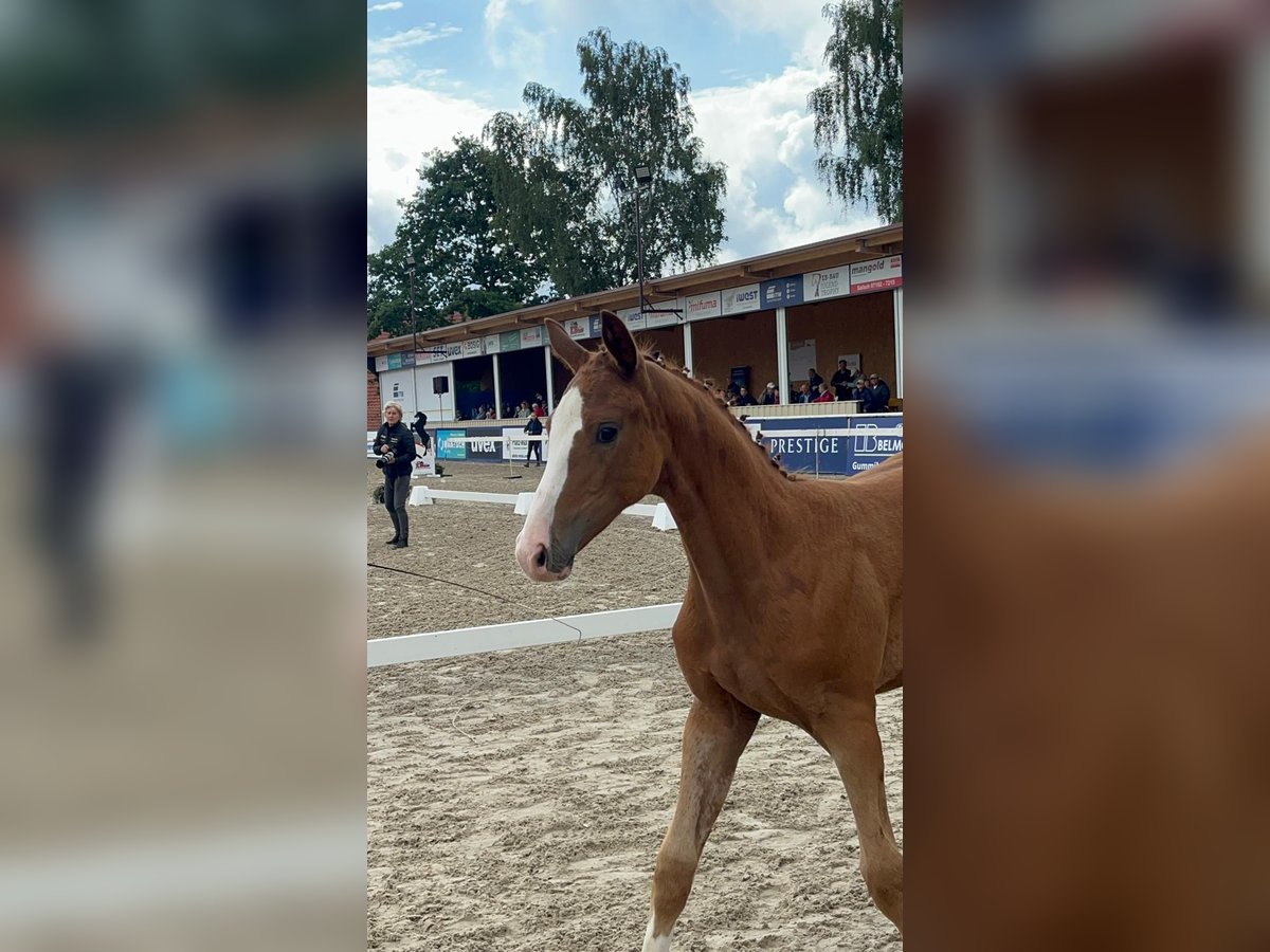 German Sport Horse Mare Foal (05/2025) 16,2 hh Chestnut in Stiefenhofen