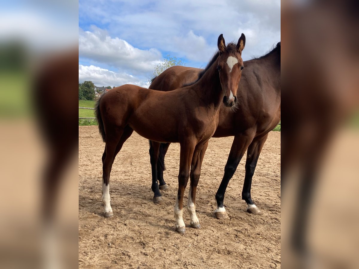 German Sport Horse Mare Foal (05/2025) 16 hh Brown in Geroldsgr&#xFC;n