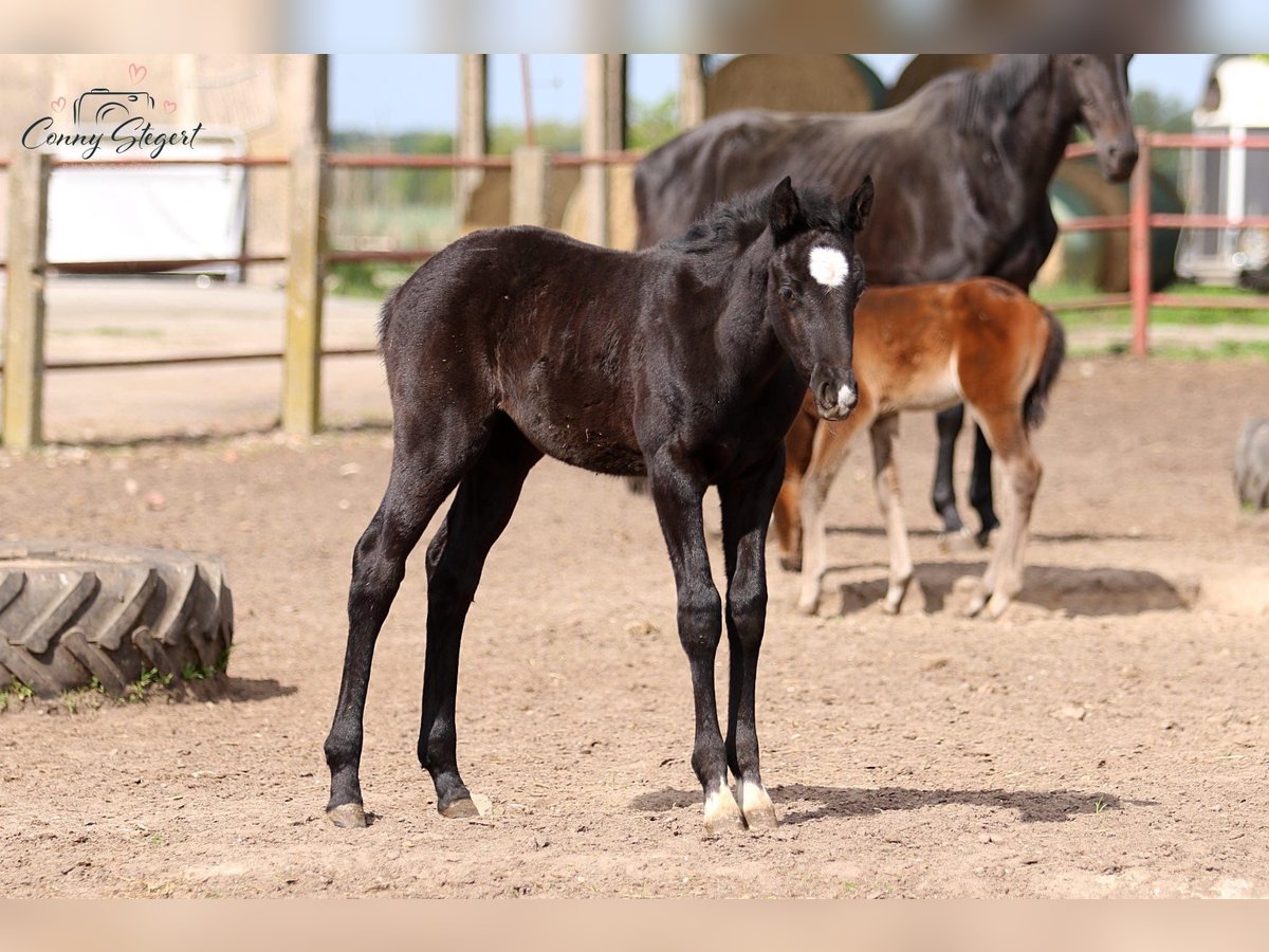 German Sport Horse Mare  16 hh Gray-Dark-Tan in M&#xF6;llenbeck