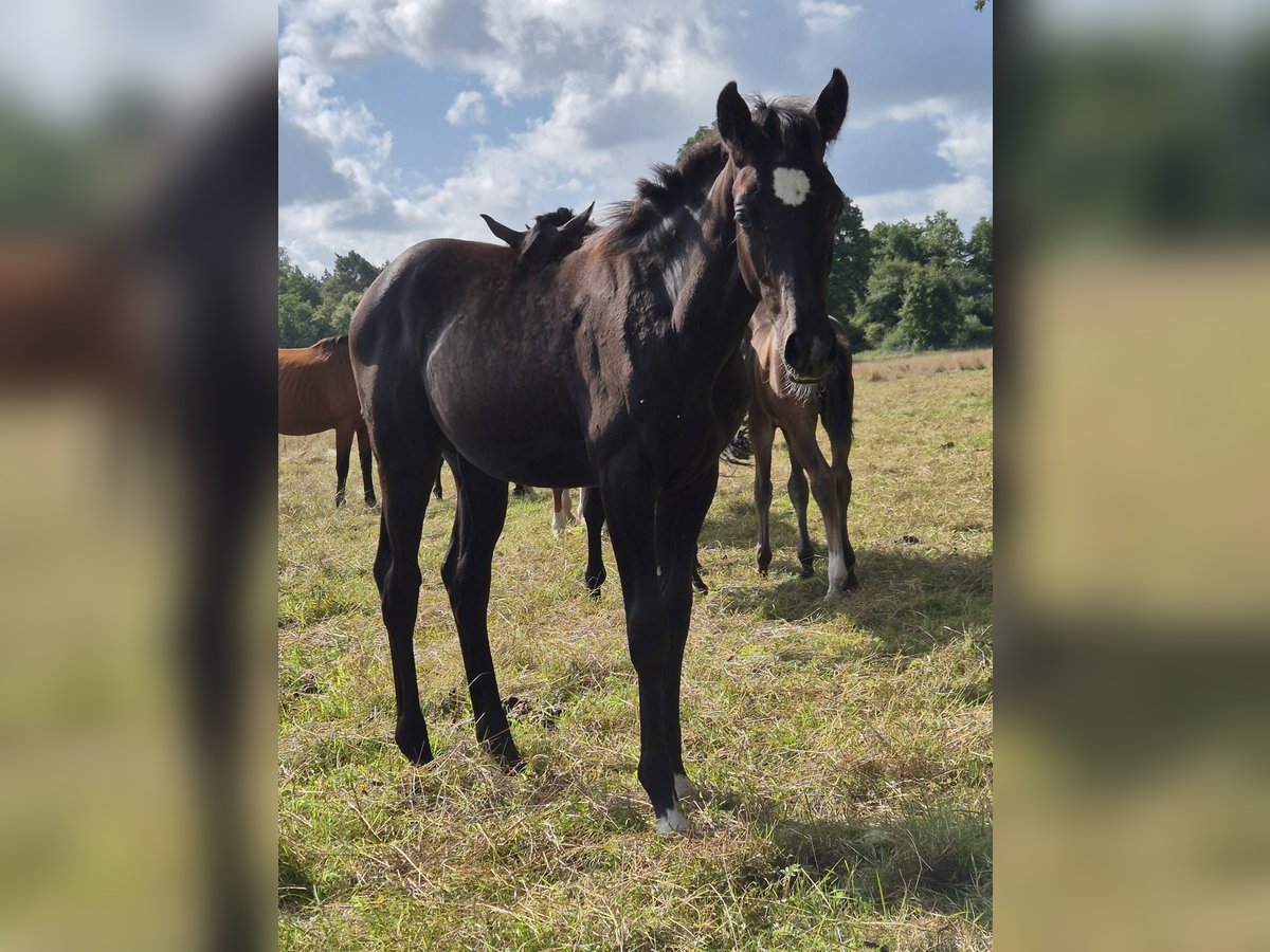 German Sport Horse Mare Foal (03/2025) 16 hh Grey-Dark-Tan in M&#xF6;llenbeck