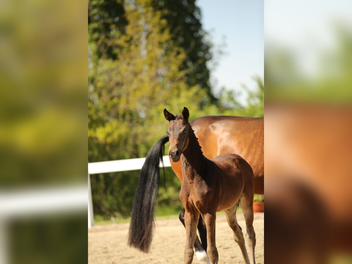German Sport Horse Mare  16,1 hh Brown in Mertendorf