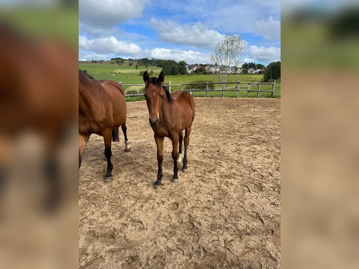 German Sport Horse Mare Foal (05/2025) 16,1 hh Brown in Geroldsgr&#xFC;n