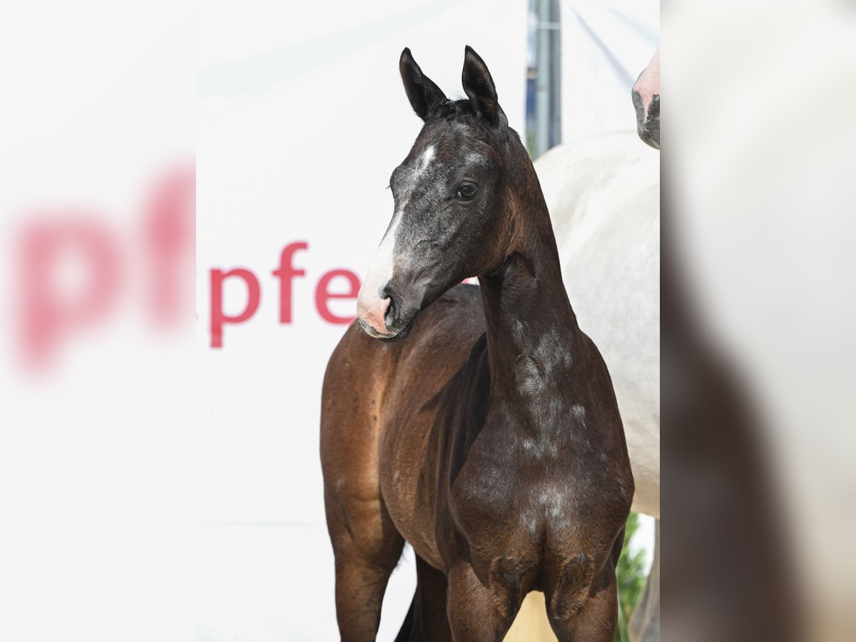German Sport Horse Mare  16,1 hh Gray in Ehestetten