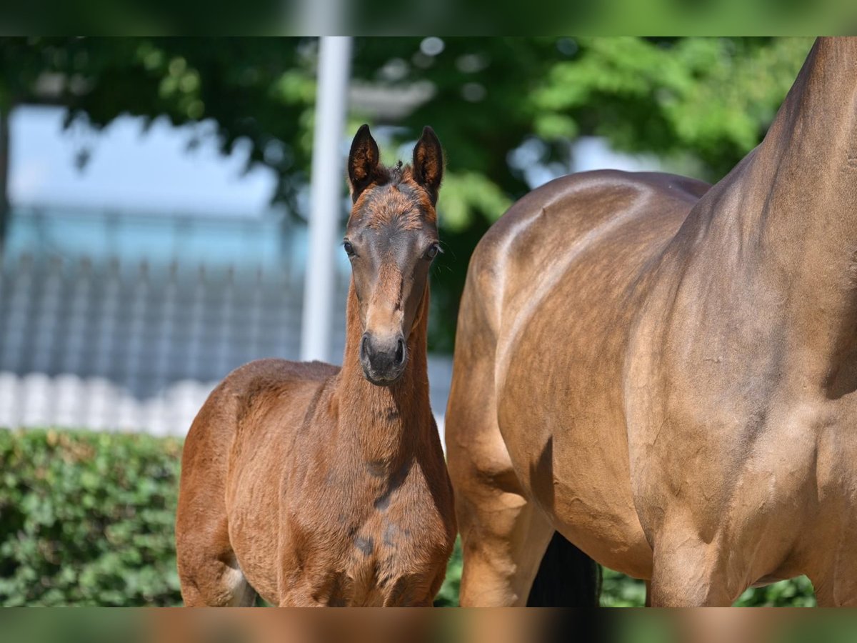 German Sport Horse Mare Foal (03/2025) 16,2 hh Bay-Dark in Pritzwalk