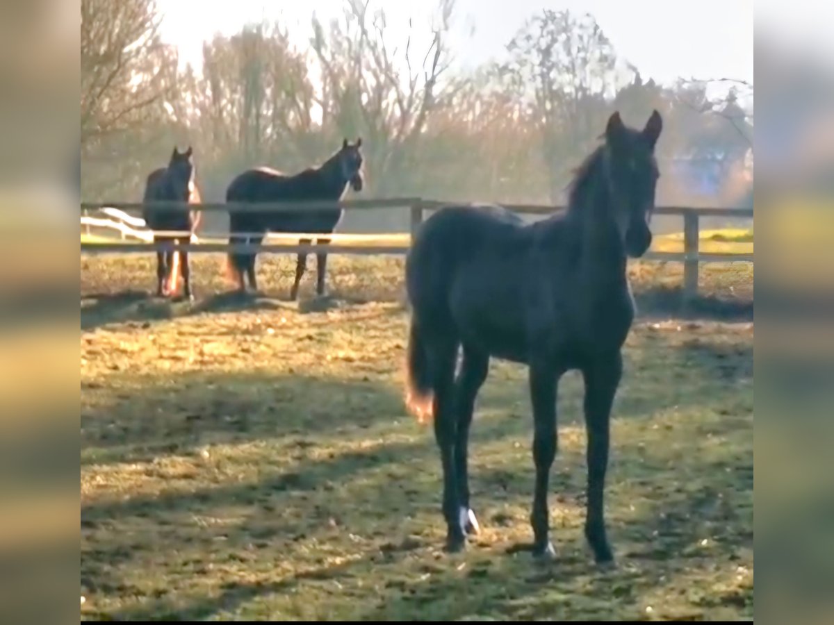 German Sport Horse Mare Foal (05/2025) 16,2 hh Black in Blowatz