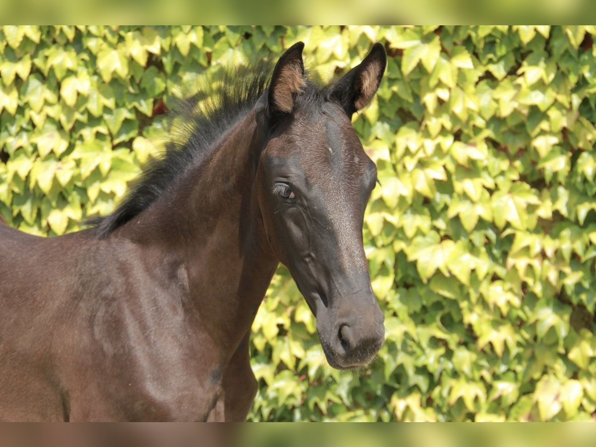 German Sport Horse Mare Foal (06/2025) 16,2 hh Black in Neckargem&#xFC;nd