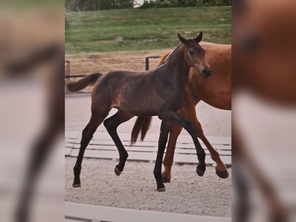 German Sport Horse Mare Foal (03/2025) 16,2 hh Brown in Bersteland Freiwalde