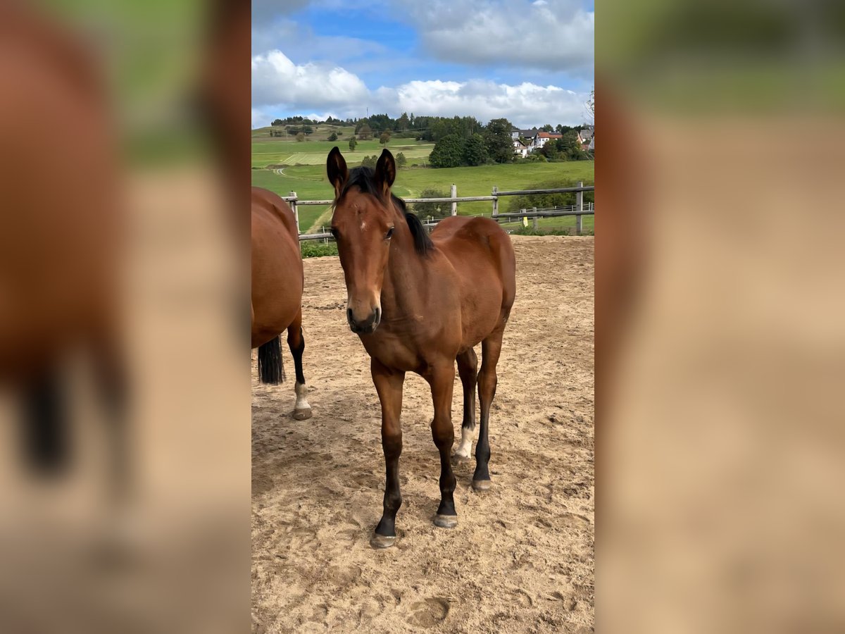 German Sport Horse Mare Foal (05/2025) 16,2 hh Brown in Geroldsgrün German Sport Horse Mare Foal (05/2025) 16,2 hh Brown in Geroldsgrün