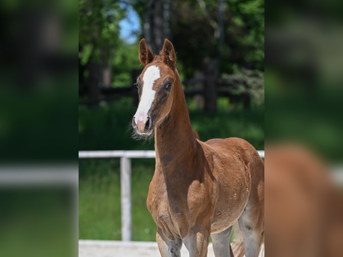 German Sport Horse Mare  16,2 hh Chestnut in Pei&#xDF;enberg