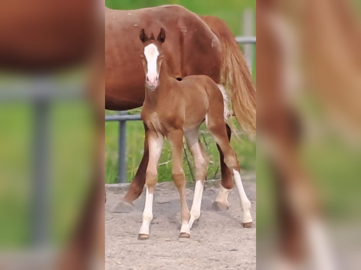 German Sport Horse Mare  16,2 hh Chestnut in Stiefenhofen