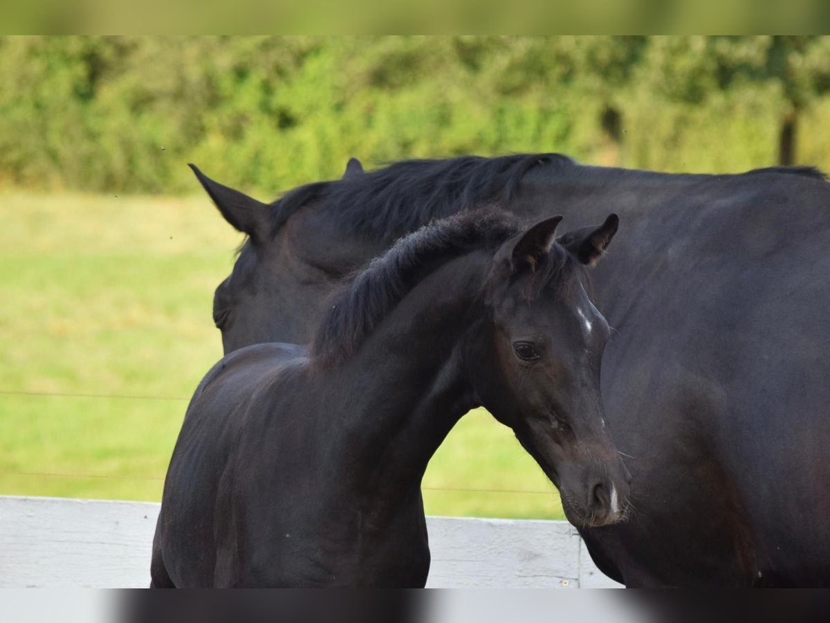 German Sport Horse Mare Foal (05/2025) 16,2 hh in Greifswald
