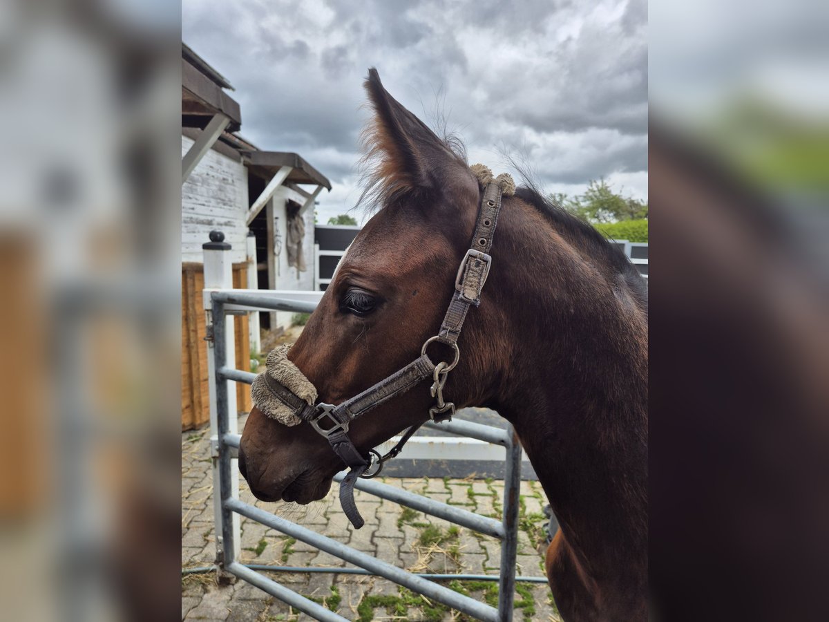 German Sport Horse Mare Foal (05/2025) 16,3 hh Bay-Dark in Grabenstetten