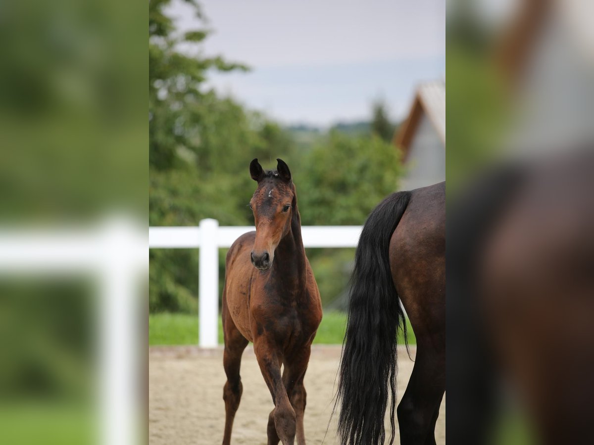 German Sport Horse Mare Foal (05/2025) 16,3 hh Brown in Amt Wachsenburg