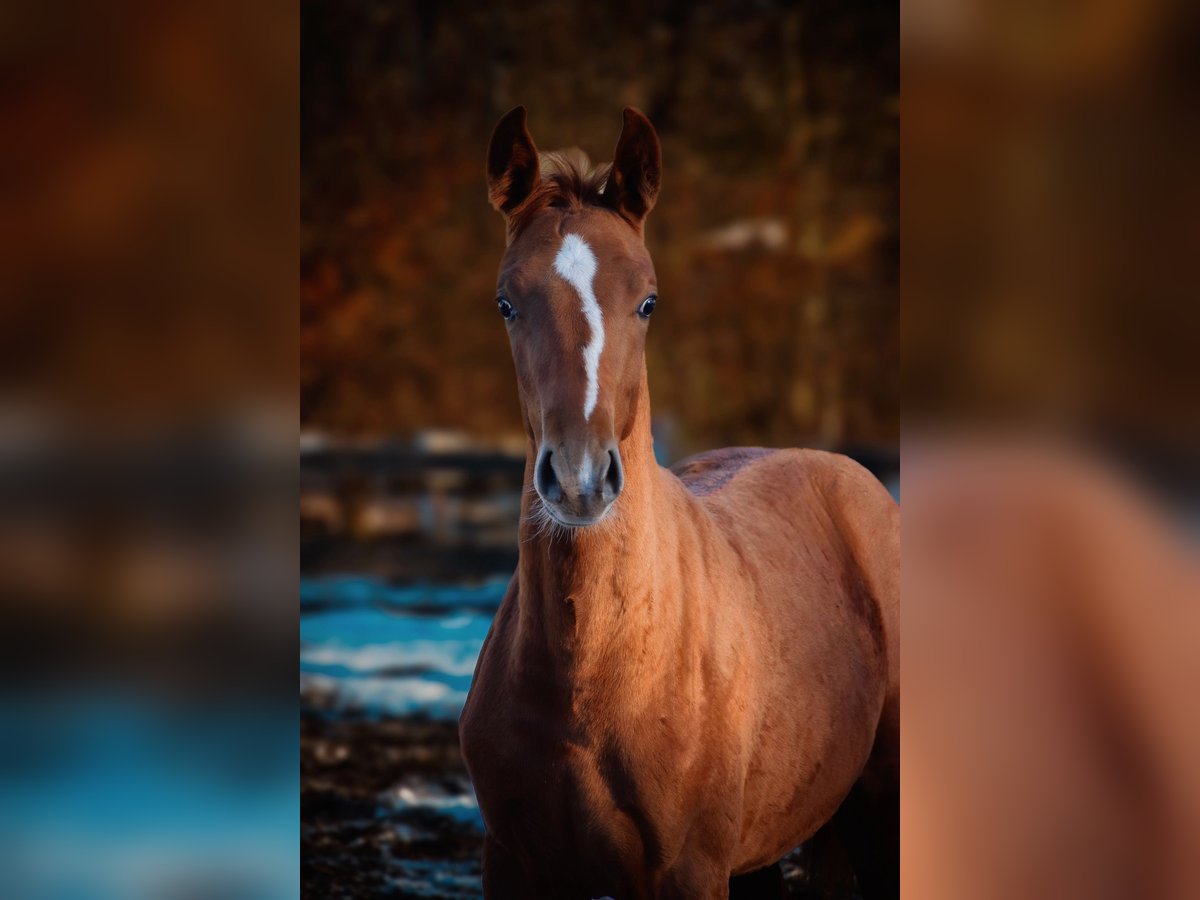 German Sport Horse Mare Foal (04/2024) 17 hh Chestnut-Red in Görlitz