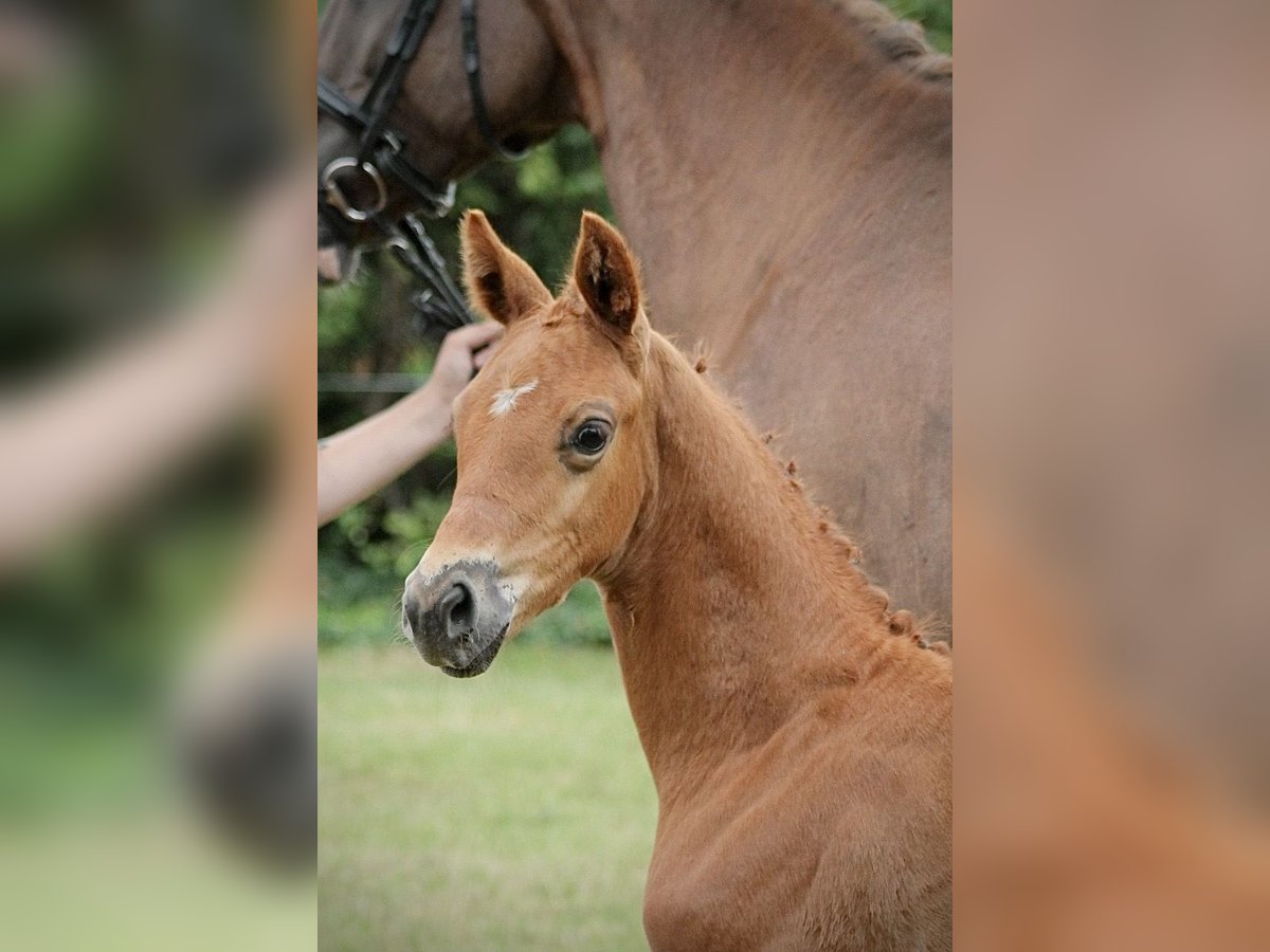 German Sport Horse Mare  17 hh Chestnut-Red in Rohrlack