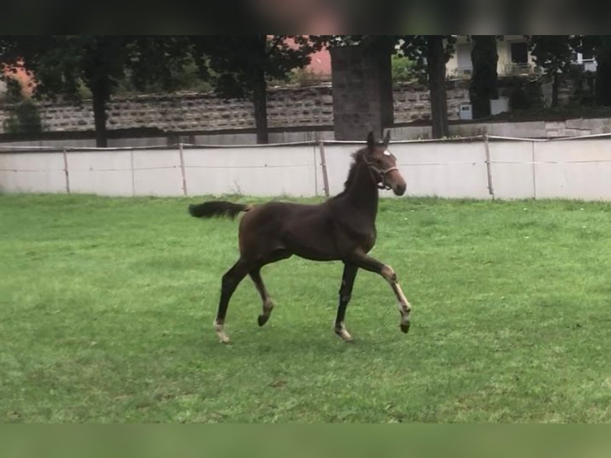 German Sport Horse Mare Foal (03/2025) Bay-Dark in H&#xF6;chstadt an der Aisch