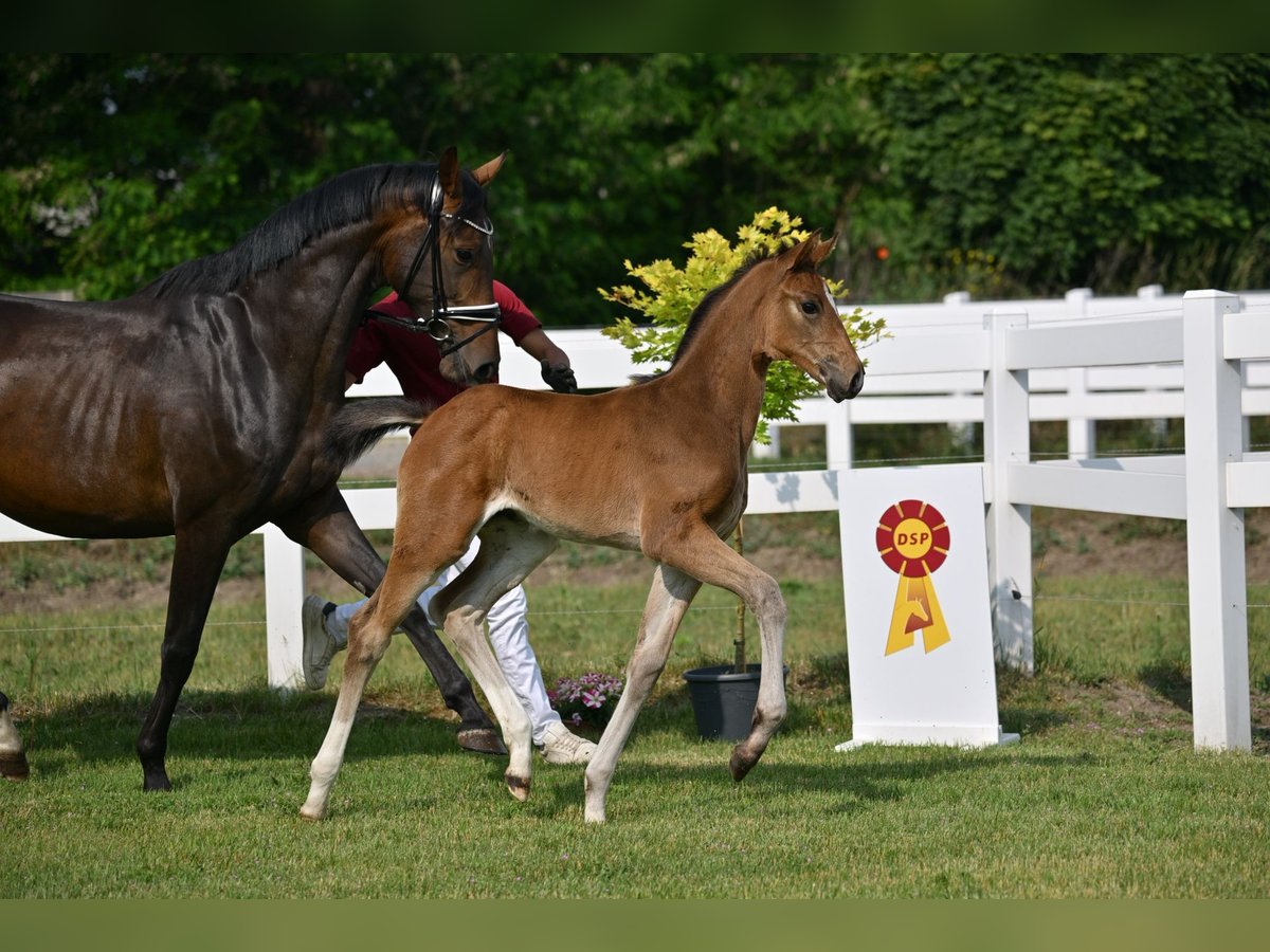 German Sport Horse Mare Foal (04/2025) Bay-Dark in Sch&#xF6;nwalde-Glien