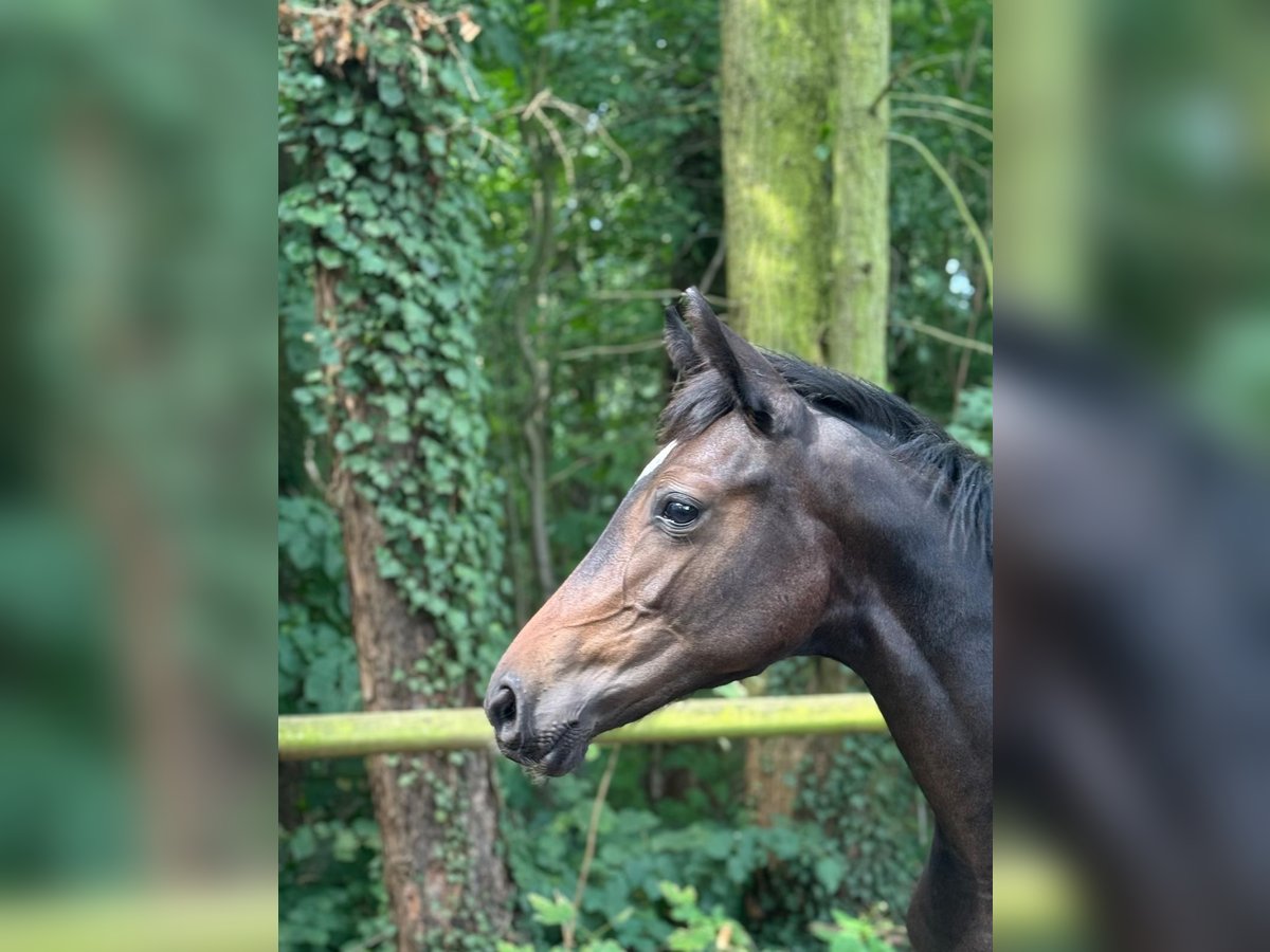 German Sport Horse Mare Foal (02/2025) Bay-Dark in Neustadt (Dosse)