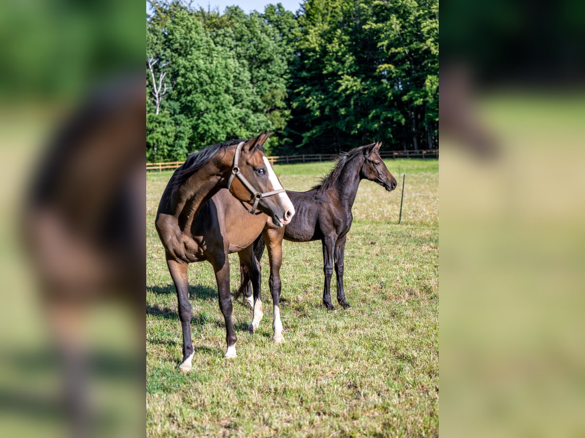 German Sport Horse Mare Foal (04/2025) Bay-Dark in Dippoldiswalde