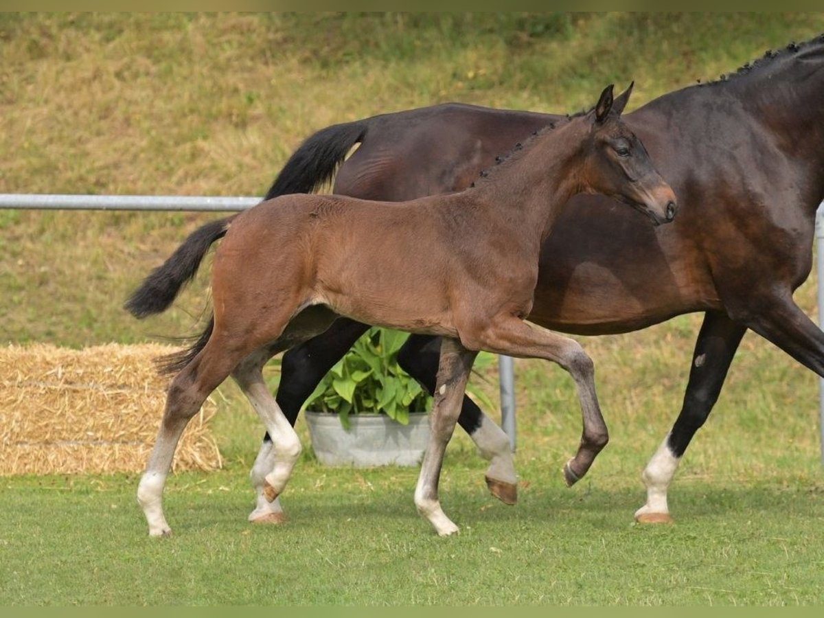 German Sport Horse Mare Foal (05/2025) Bay-Dark in Fronhofen