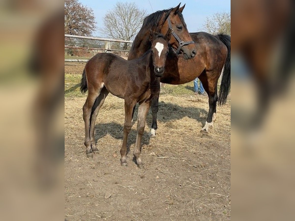 German Sport Horse Mare  Bay-Dark in Berenbrock