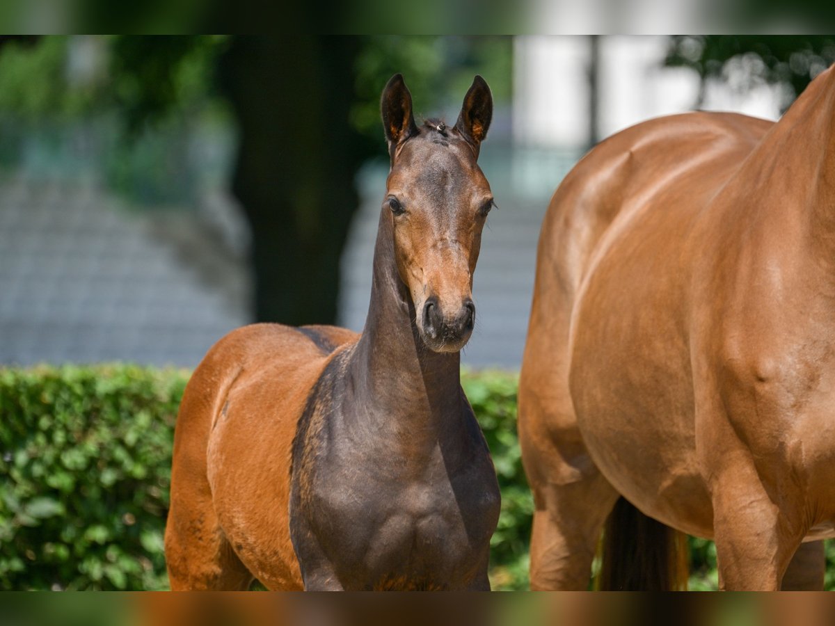 German Sport Horse Mare Foal (03/2025) Bay-Dark in Chieming