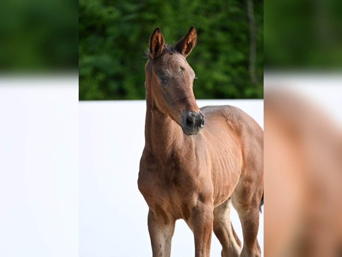 German Sport Horse Mare Foal (05/2025) Bay-Dark in Fronhofen
