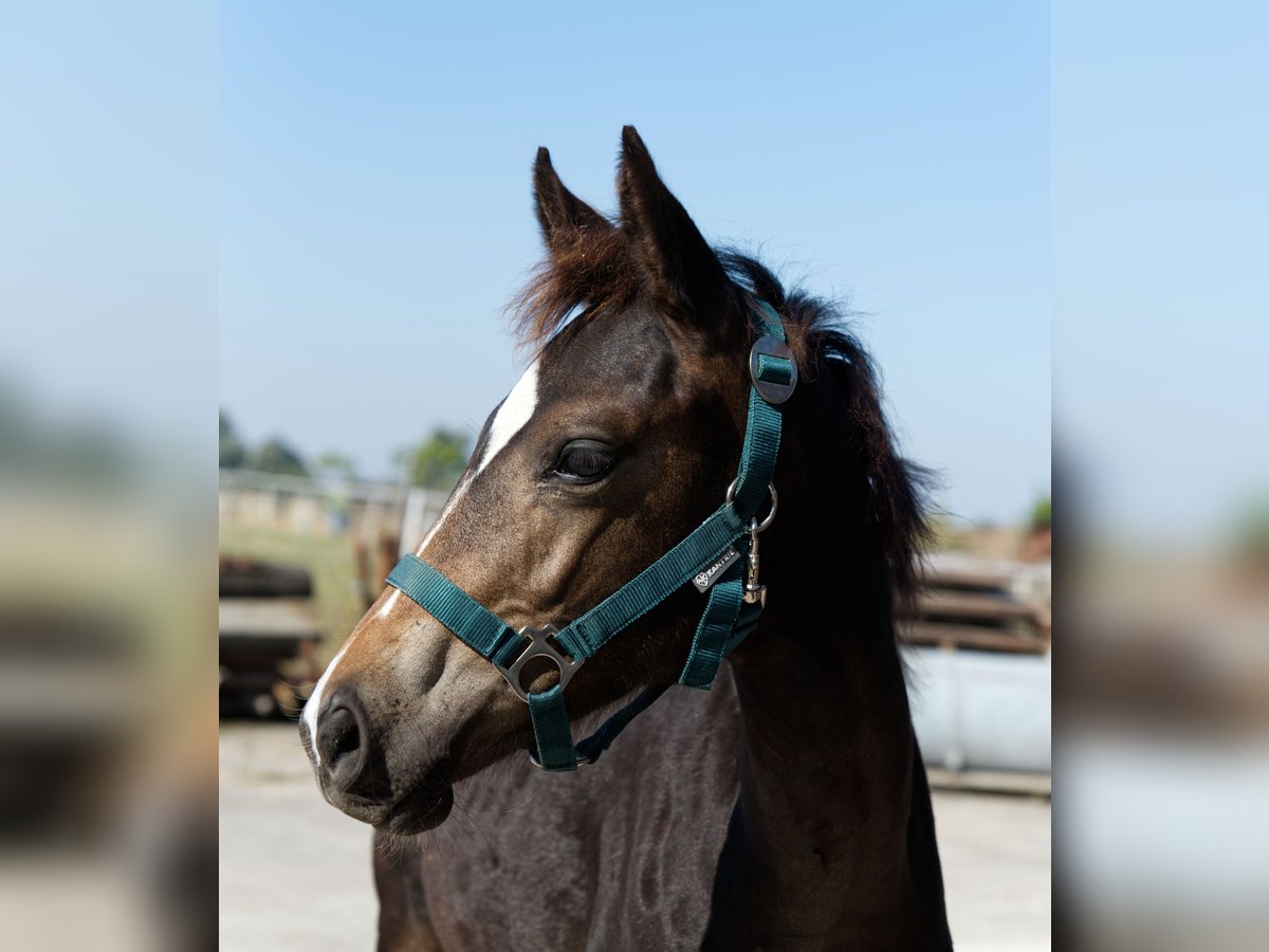 German Sport Horse Mare Foal (05/2024) Black in Barby