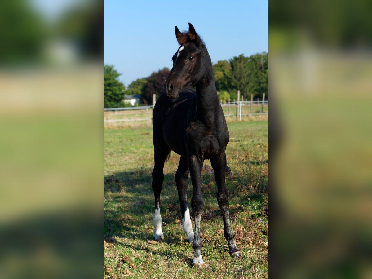 German Sport Horse Mare Foal (05/2024) Black in Barby