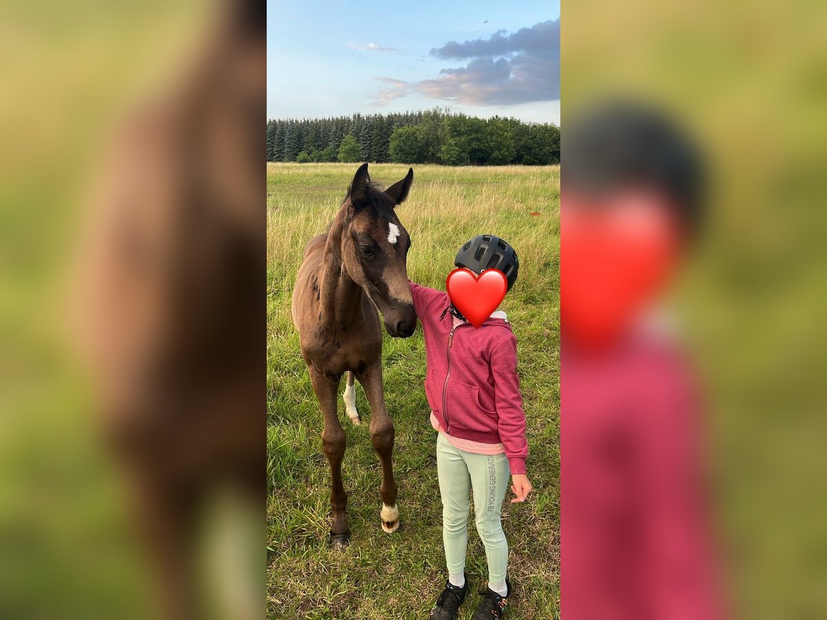 German Sport Horse Mare Foal (05/2025) Black in Rochau German Sport Horse Mare Foal (05/2025) Black in Rochau