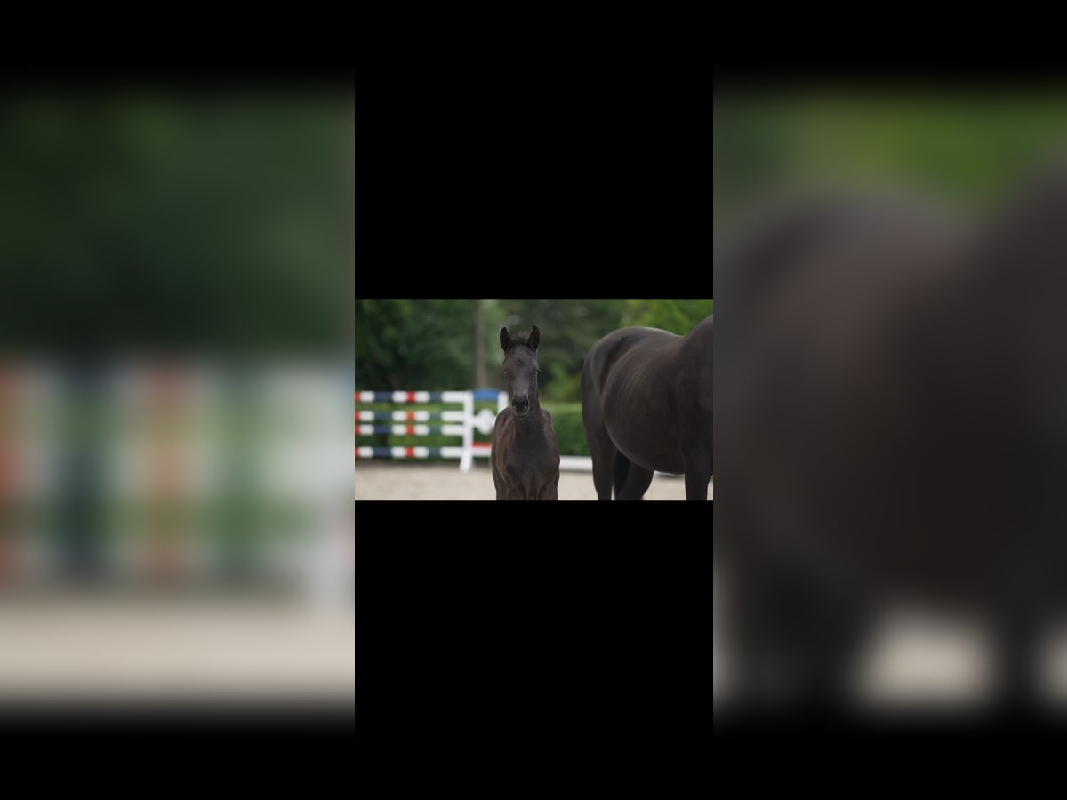 German Sport Horse Mare Foal (05/2025) Black in Vi&#xF6;l
