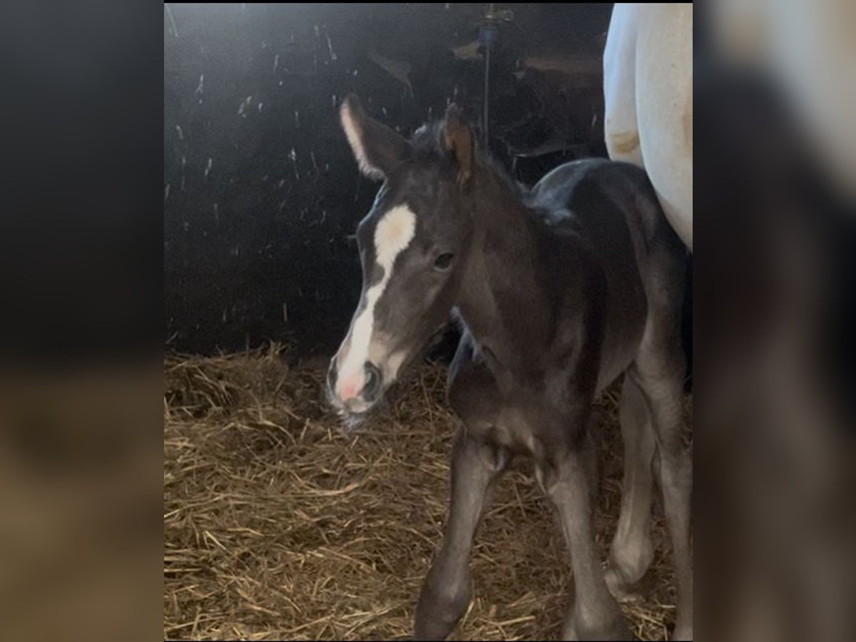 German Sport Horse Mare Foal (05/2025) Black in Osterburg