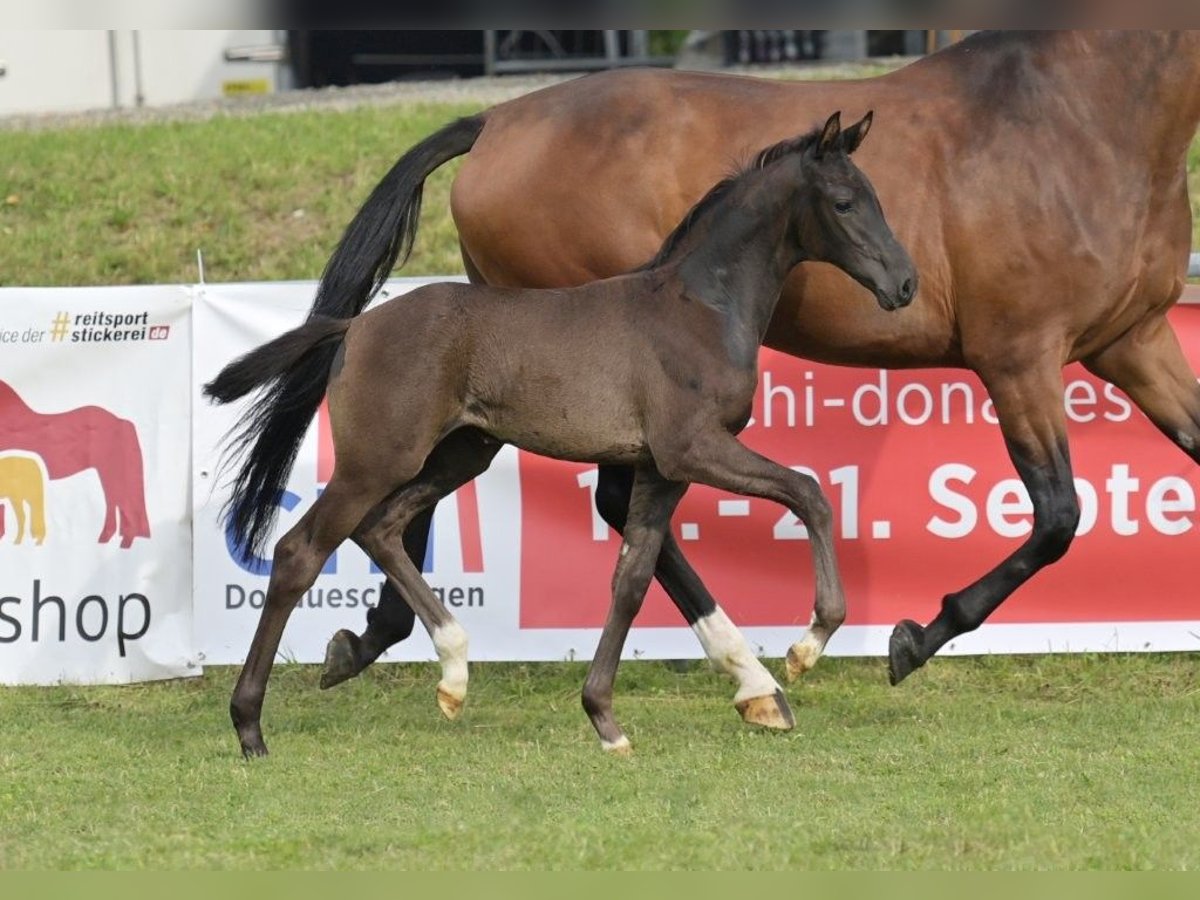 German Sport Horse Mare Foal (05/2025) Black in Fronhofen