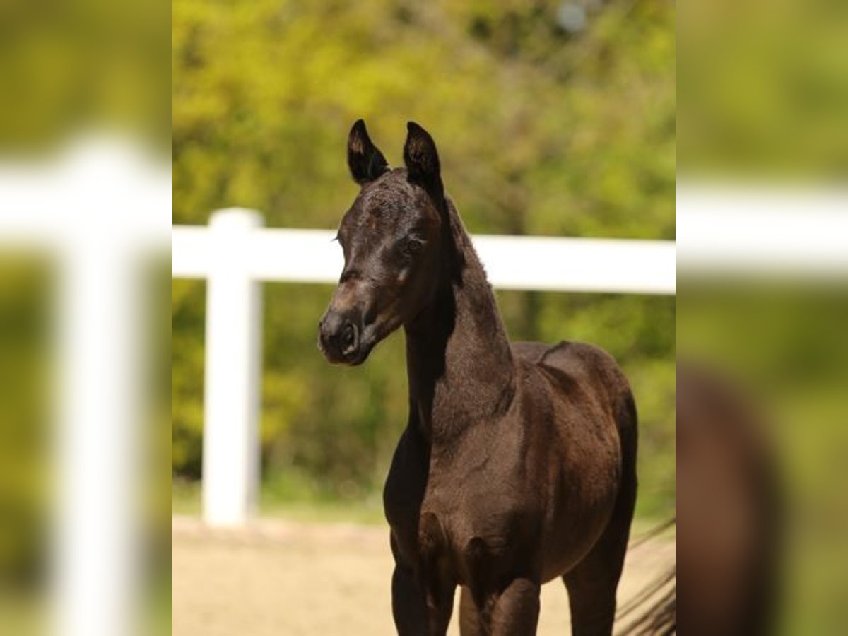German Sport Horse Mare Foal (03/2025) Black in Moritzburg