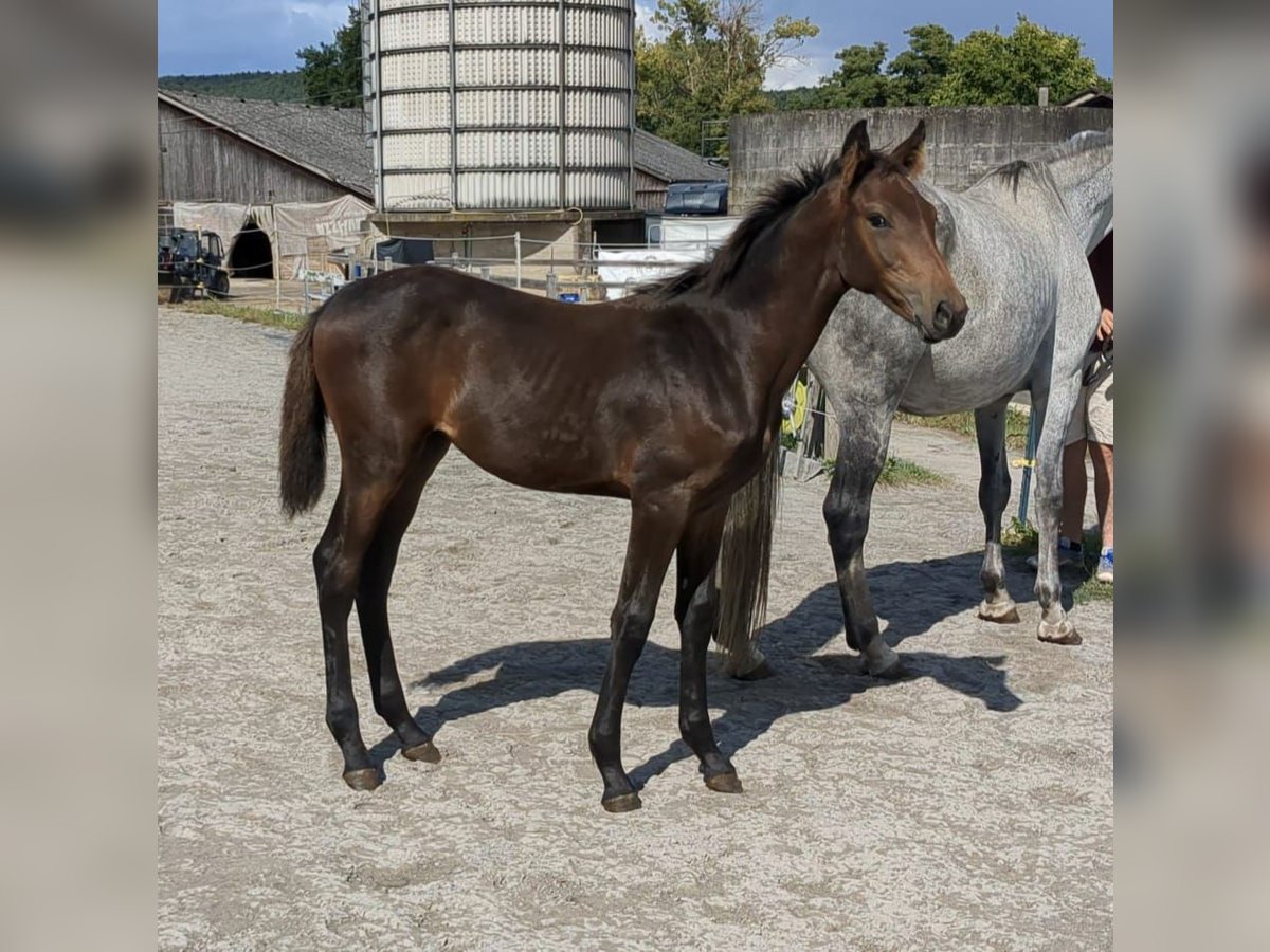 German Sport Horse Mare Foal (04/2025) Brown in Bad K&#xF6;nig