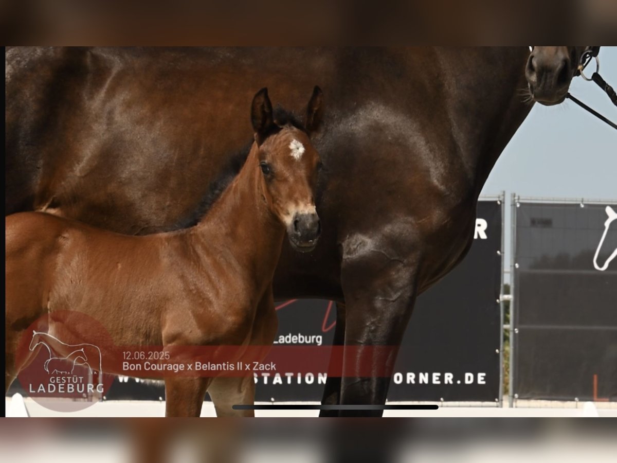German Sport Horse Mare Brown in Ladeburg German Sport Horse Mare Brown in Ladeburg