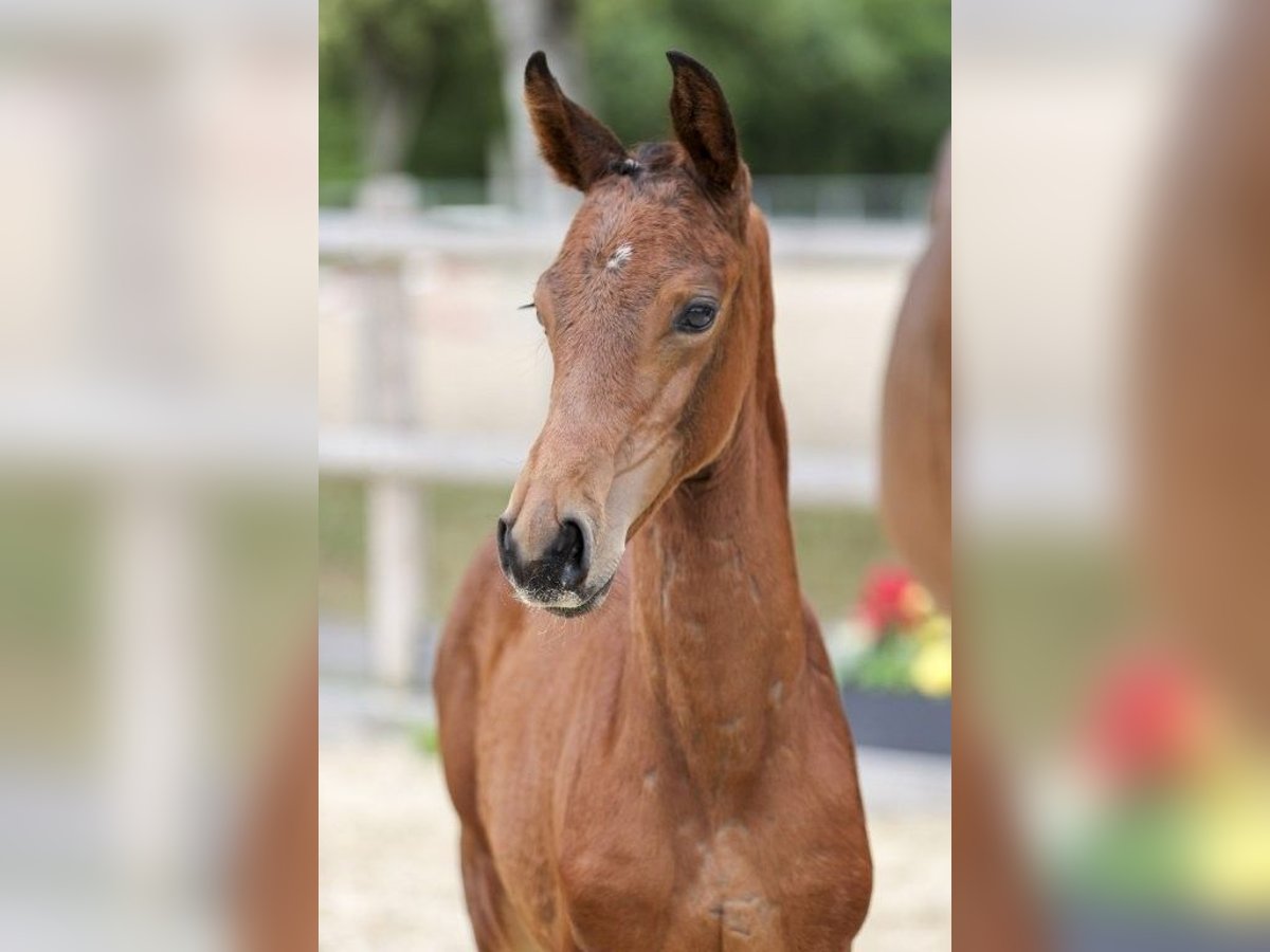 German Sport Horse Mare Foal (05/2025) Brown in Fronhofen