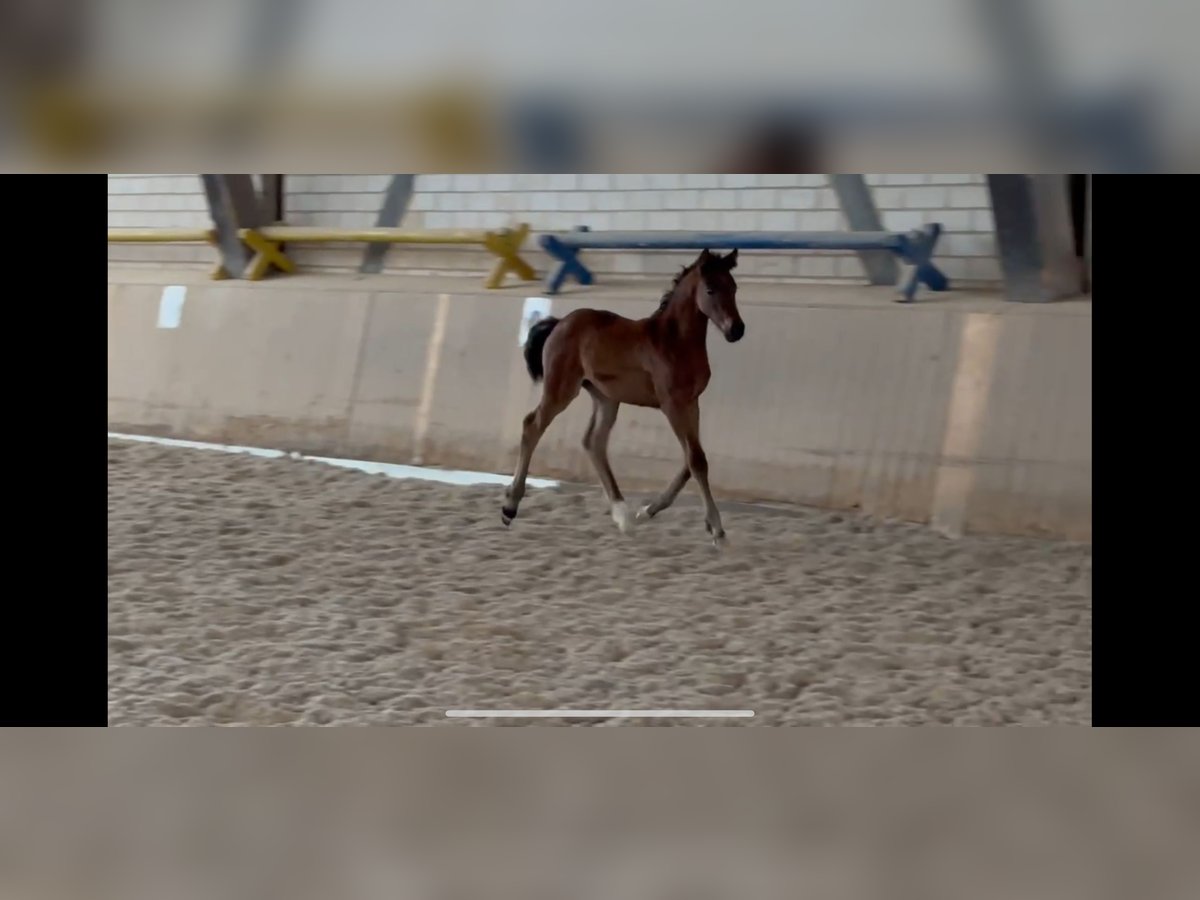 German Sport Horse Mare Foal (04/2024) Brown in Heinersreuth