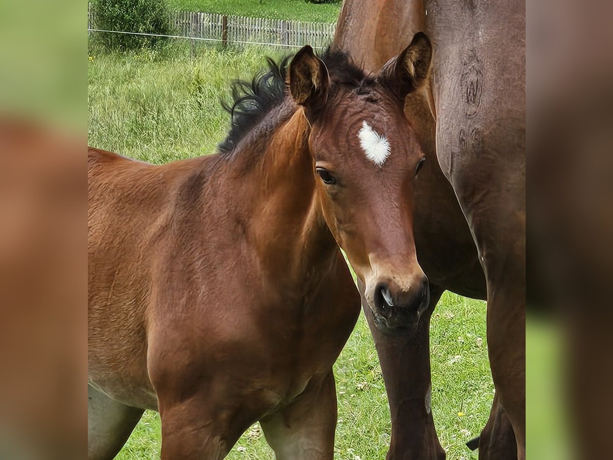 German Sport Horse Mare Foal (05/2024) Brown in Hohenpeißenberg