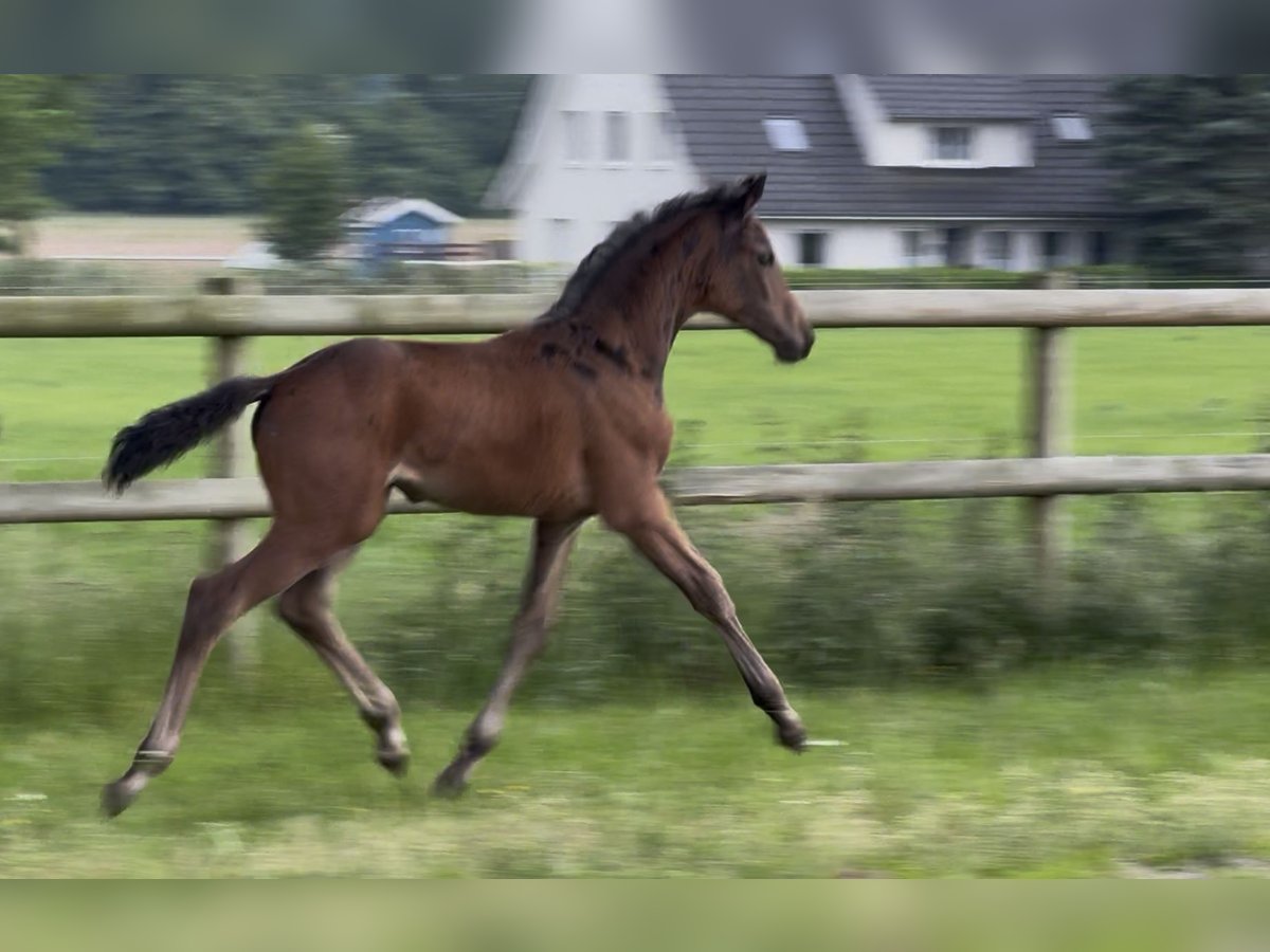 German Sport Horse Mare  Brown in Mettingen