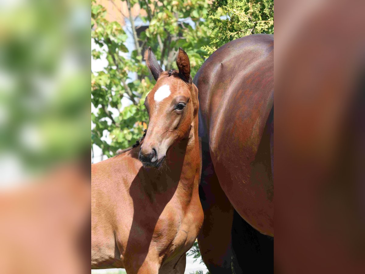 German Sport Horse Mare Foal (05/2025) Brown in Moritzburg