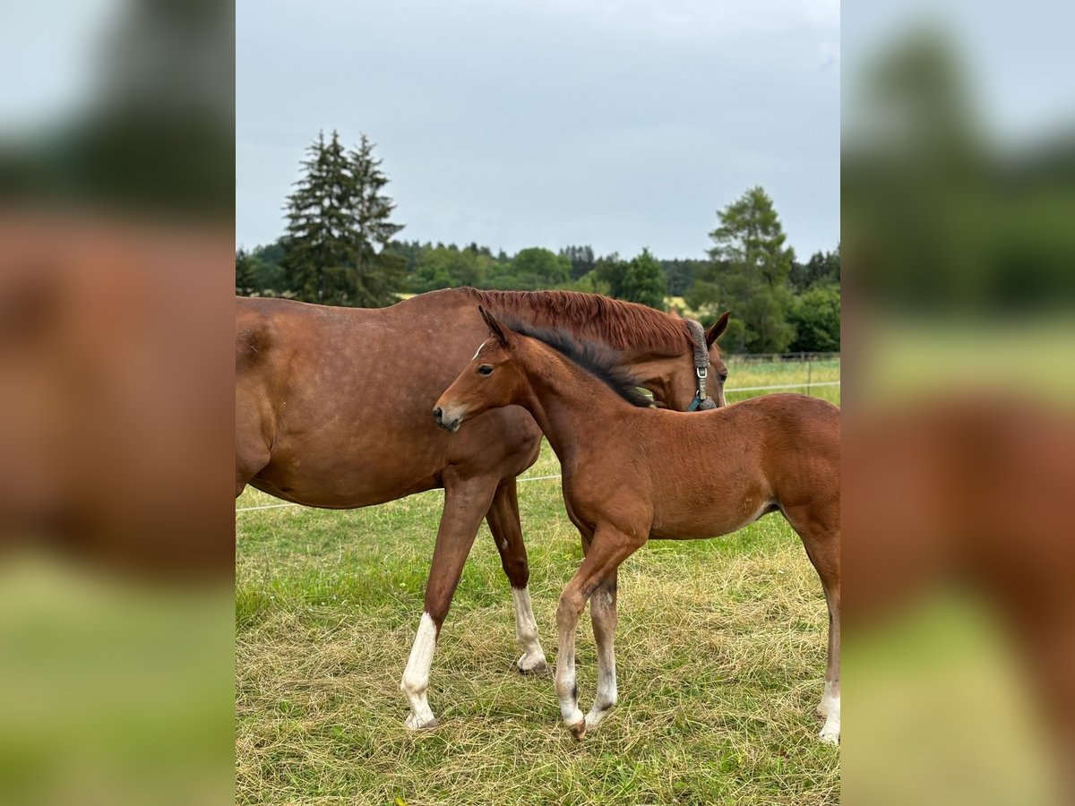 German Sport Horse Mare Foal (04/2024) Brown in Villingen-Schwenningen