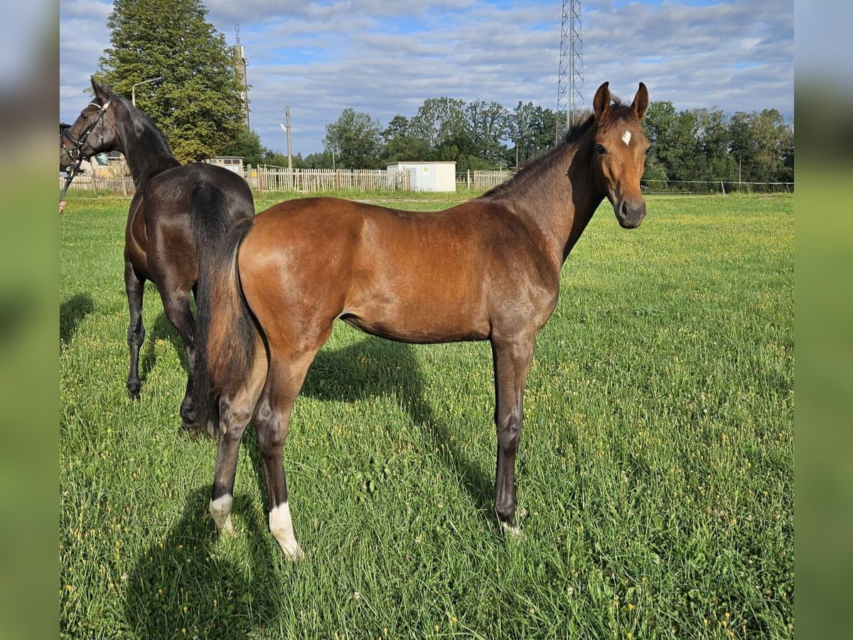 German Sport Horse Mare Foal (02/2024) Brown in Zeulenroda