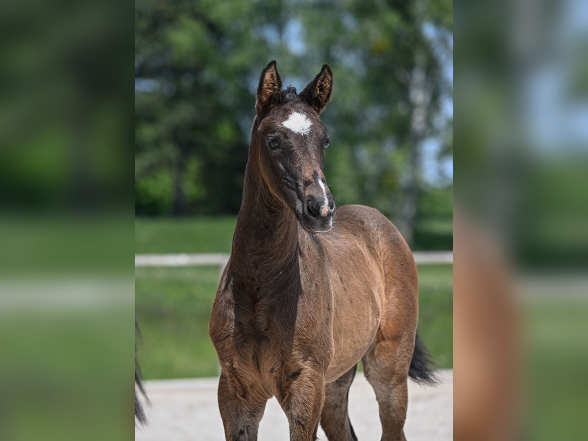 German Sport Horse Mare  Brown in Unterwössen
