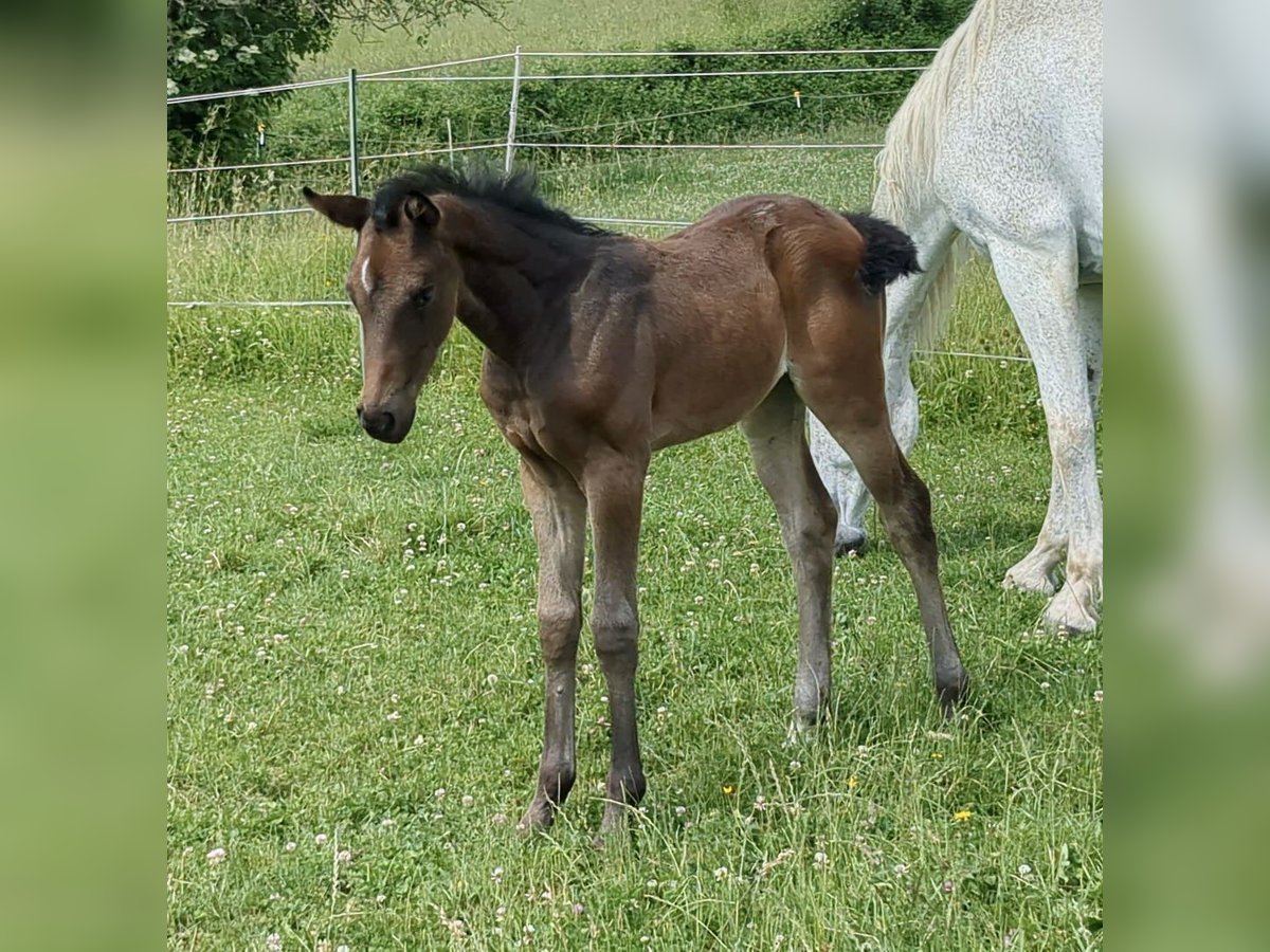 German Sport Horse Mare  Brown in Bad K&#xF6;nig