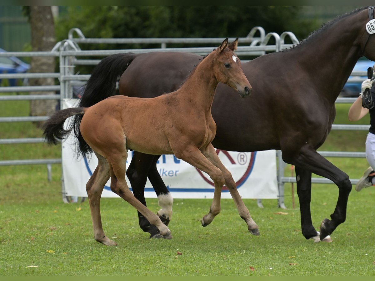 German Sport Horse Mare Foal (05/2024) Brown in Fronhofen