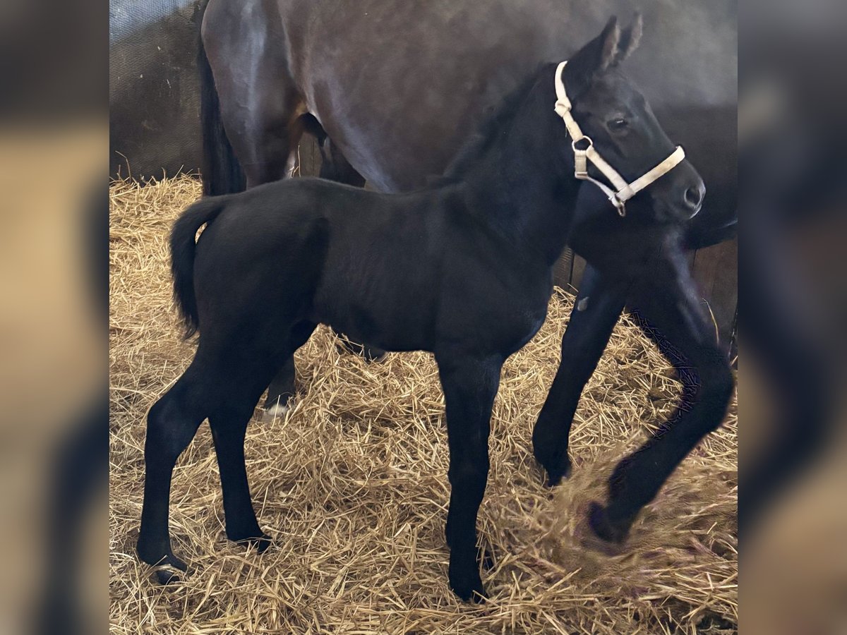 German Sport Horse Mare Can be white in Ratingen German Sport Horse Mare Can be white in Ratingen