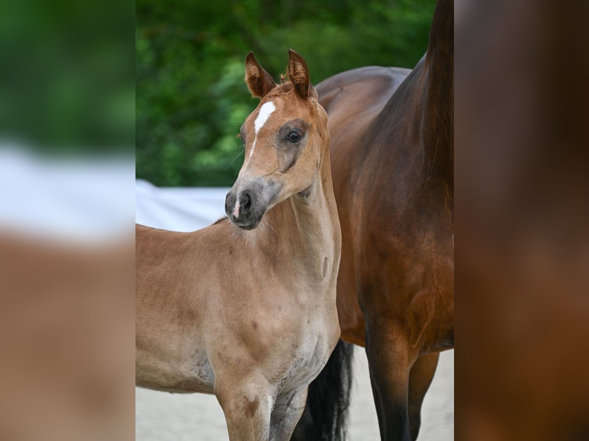 German Sport Horse Mare Foal (05/2024) Chestnut in Riedlingen